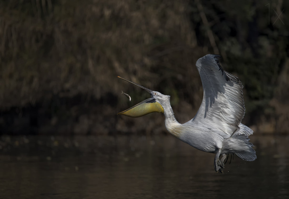Good Catch Poster och Canvastavla