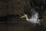 Good Catch Poster och Canvastavla