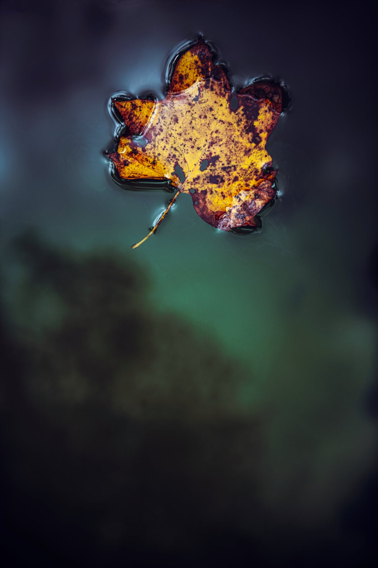 Leaf on Water Poster och Canvastavla