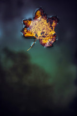 Leaf on Water Poster och Canvastavla