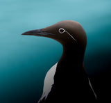 Guillemot Poster och Canvastavla
