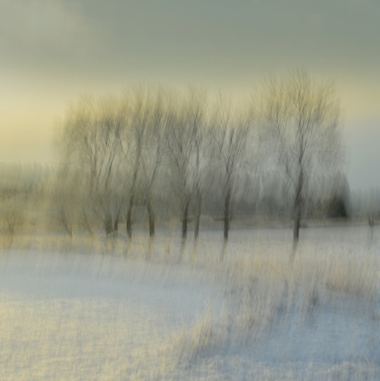 Snowy morning Poster och Canvastavla
