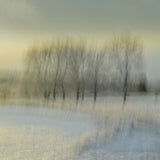 Snowy morning Poster och Canvastavla