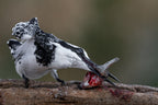 Pied Kingfisher Poster och Canvastavla