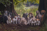 Family portrait Poster och Canvastavla