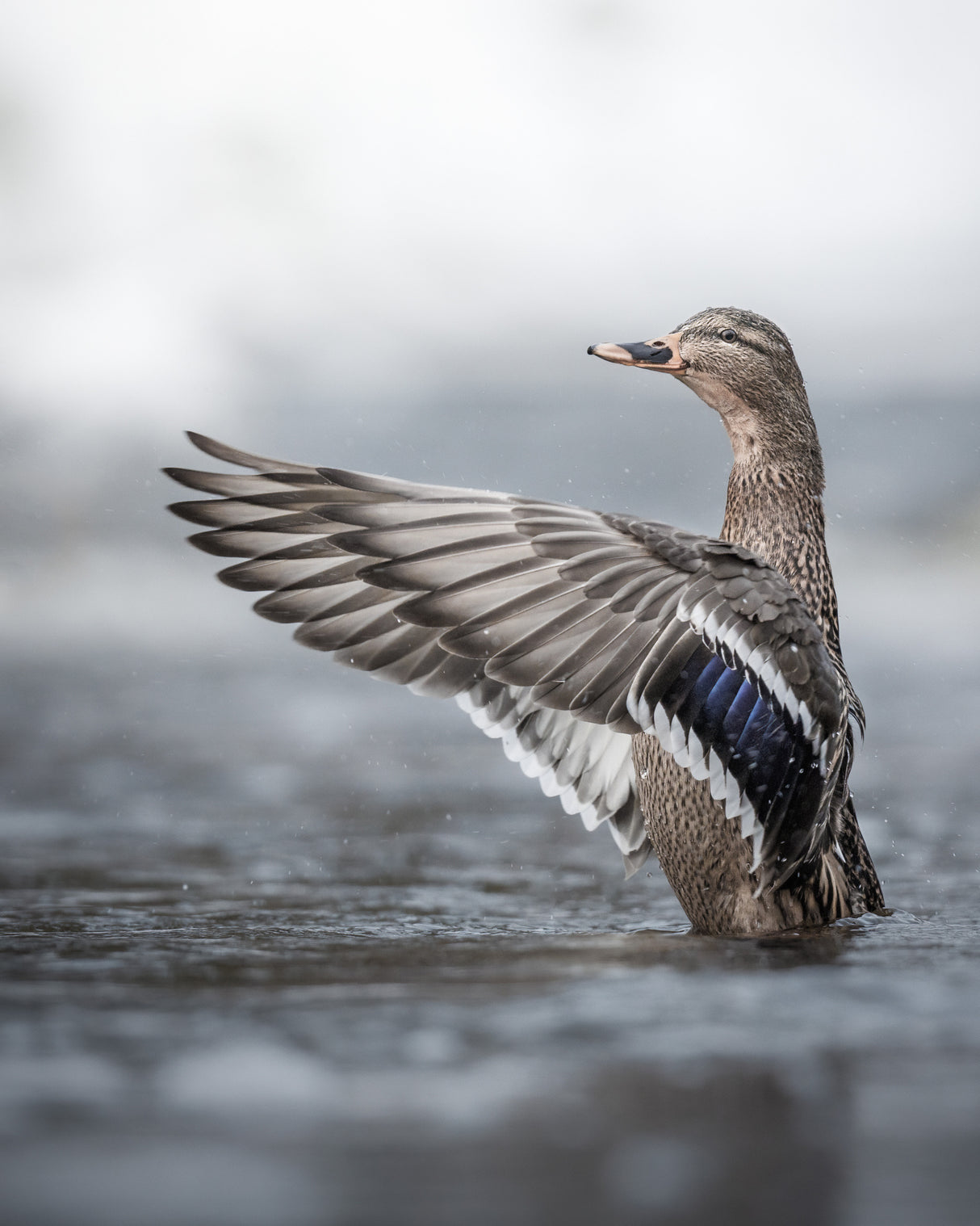 Female mallard with outstretched wings Poster och Canvastavla