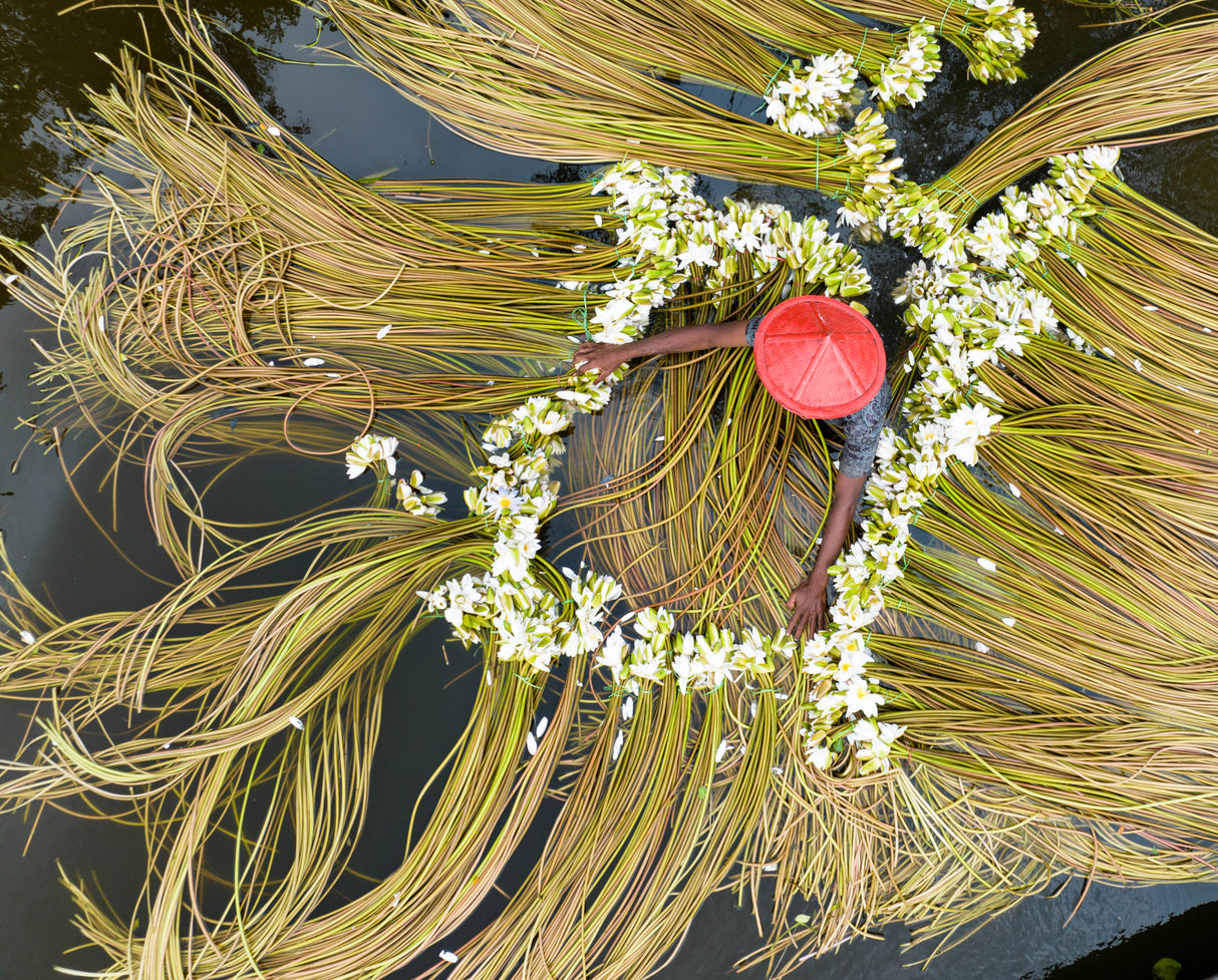 Waterlily being washed Poster och Canvastavla