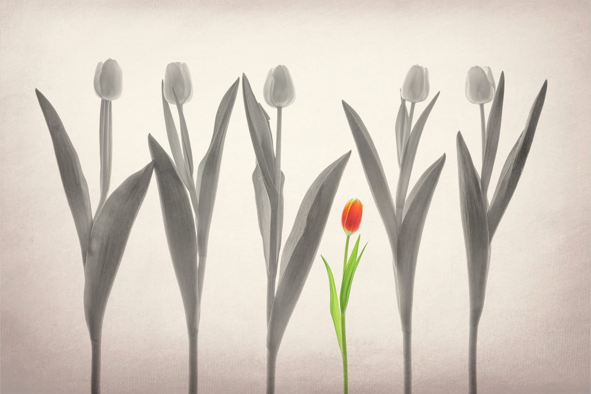 Tulip Forest Poster och Canvastavla
