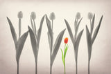 Tulip Forest Poster och Canvastavla