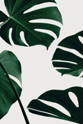 Monstera Natural 20 Poster och Canvastavla