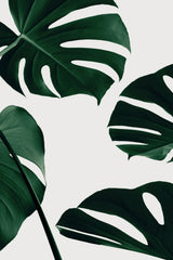 Monstera Natural 20 Poster och Canvastavla