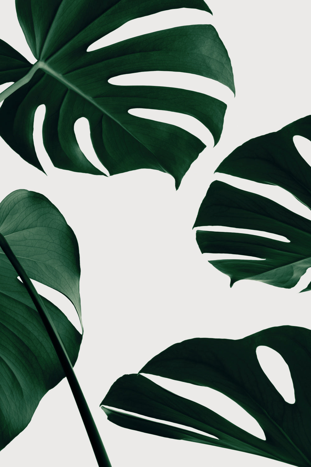 Monstera Natural 20 Poster och Canvastavla
