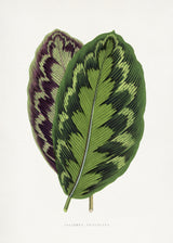 Calathea Veitchiana Leaf Illustration Poster och Canvastavla