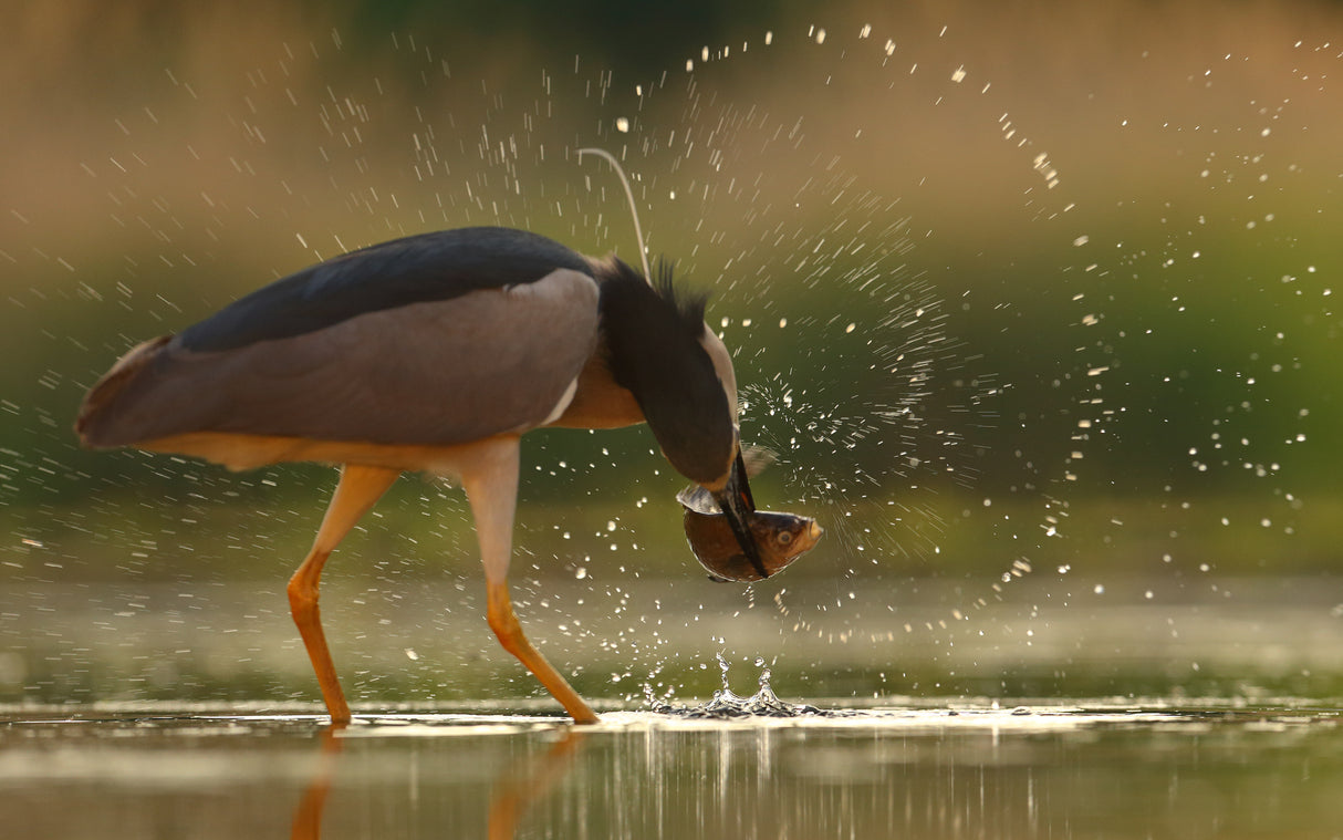 Brave Night Heron Poster och Canvastavla
