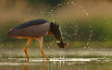 Brave Night Heron Poster och Canvastavla