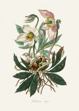 Christmas Rose (helleborus Niger)  Medical Botany Poster och Canvastavla