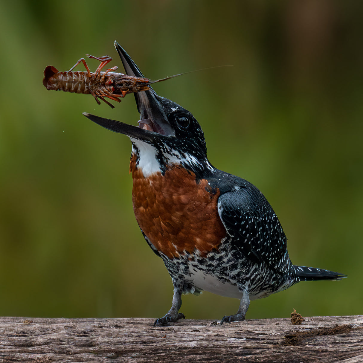 King fisher Poster och Canvastavla