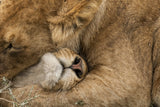 Lion Love Poster och Canvastavla