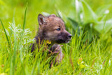 Young Wolf Poster och Canvastavla