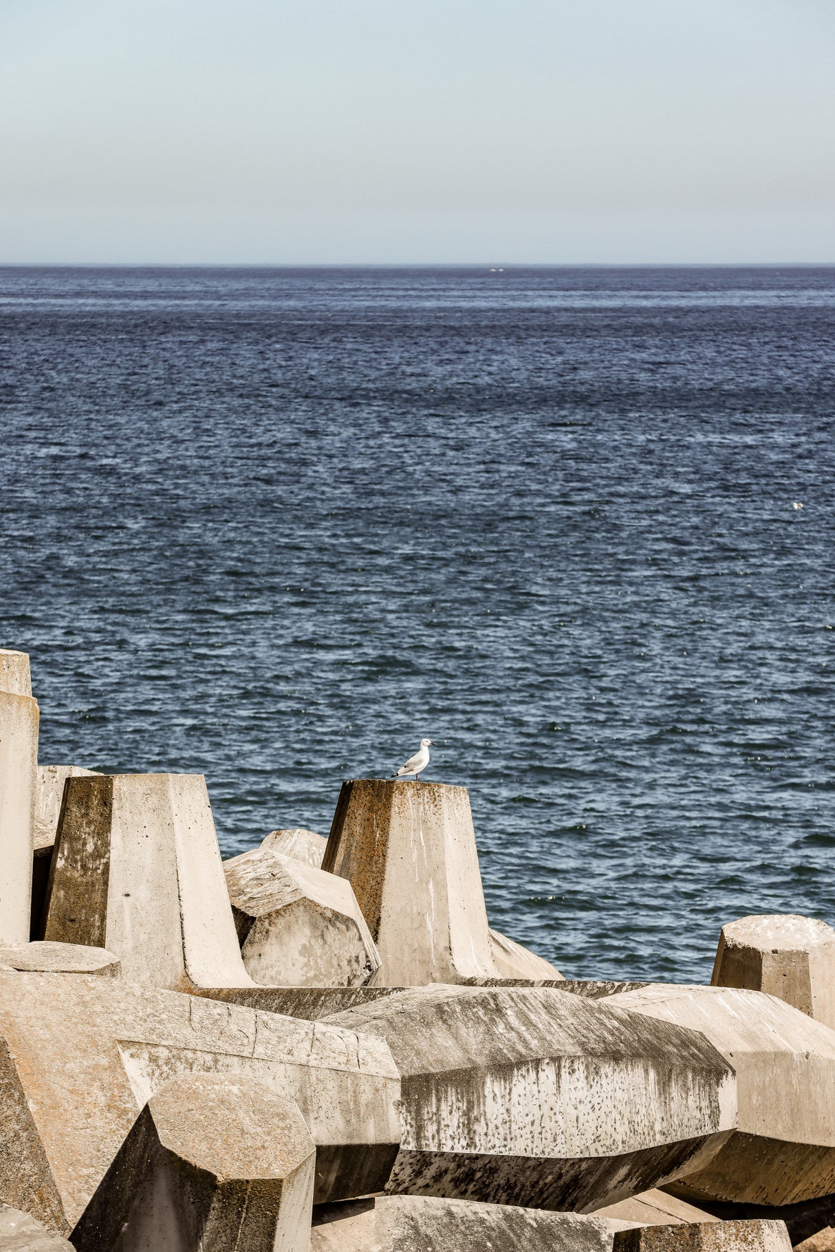 Sea Bird Poster och Canvastavla