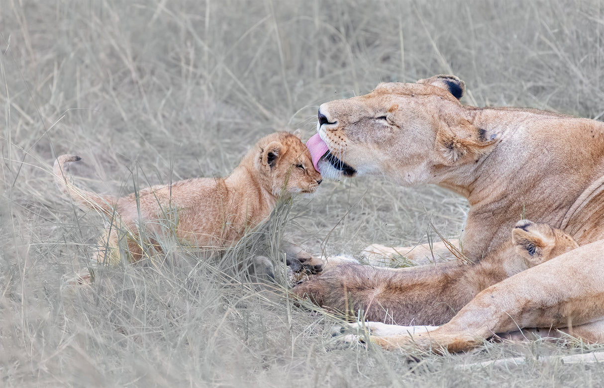 Mom's love Poster och Canvastavla