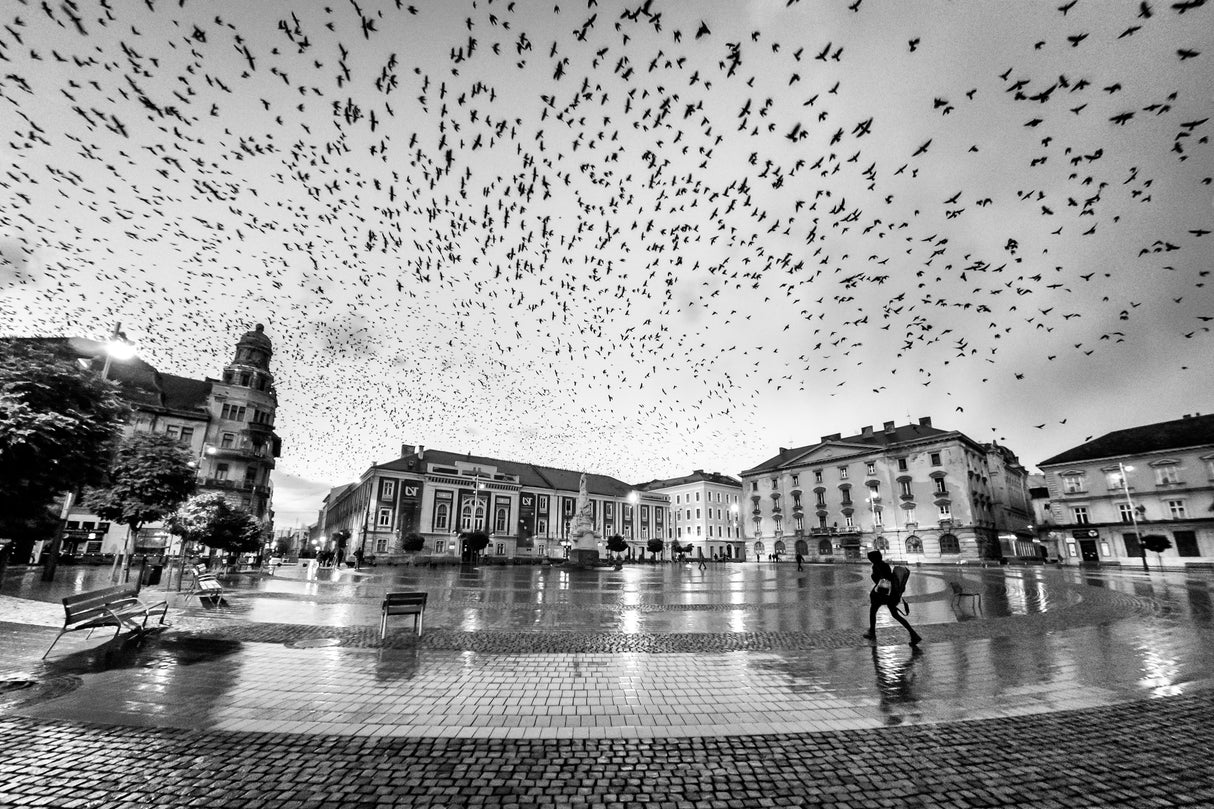 The City of Birds Poster och Canvastavla