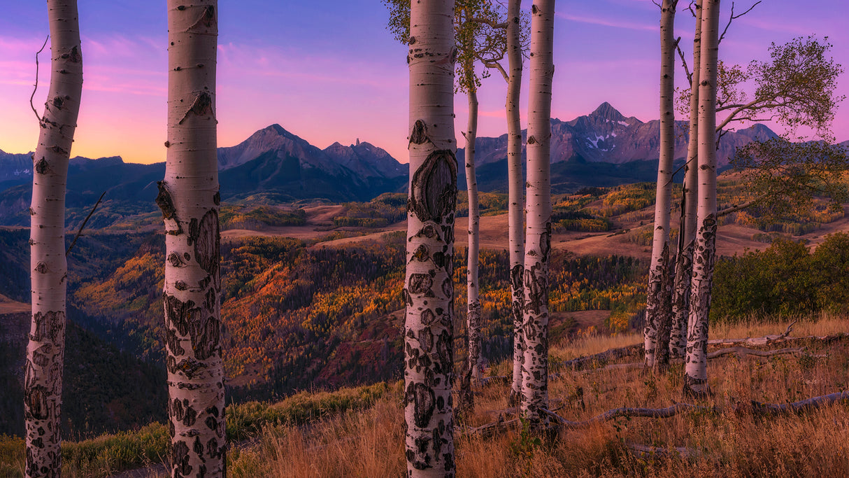 Aspen Frames Poster och Canvastavla