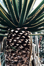 Cactus Plant Poster och Canvastavla