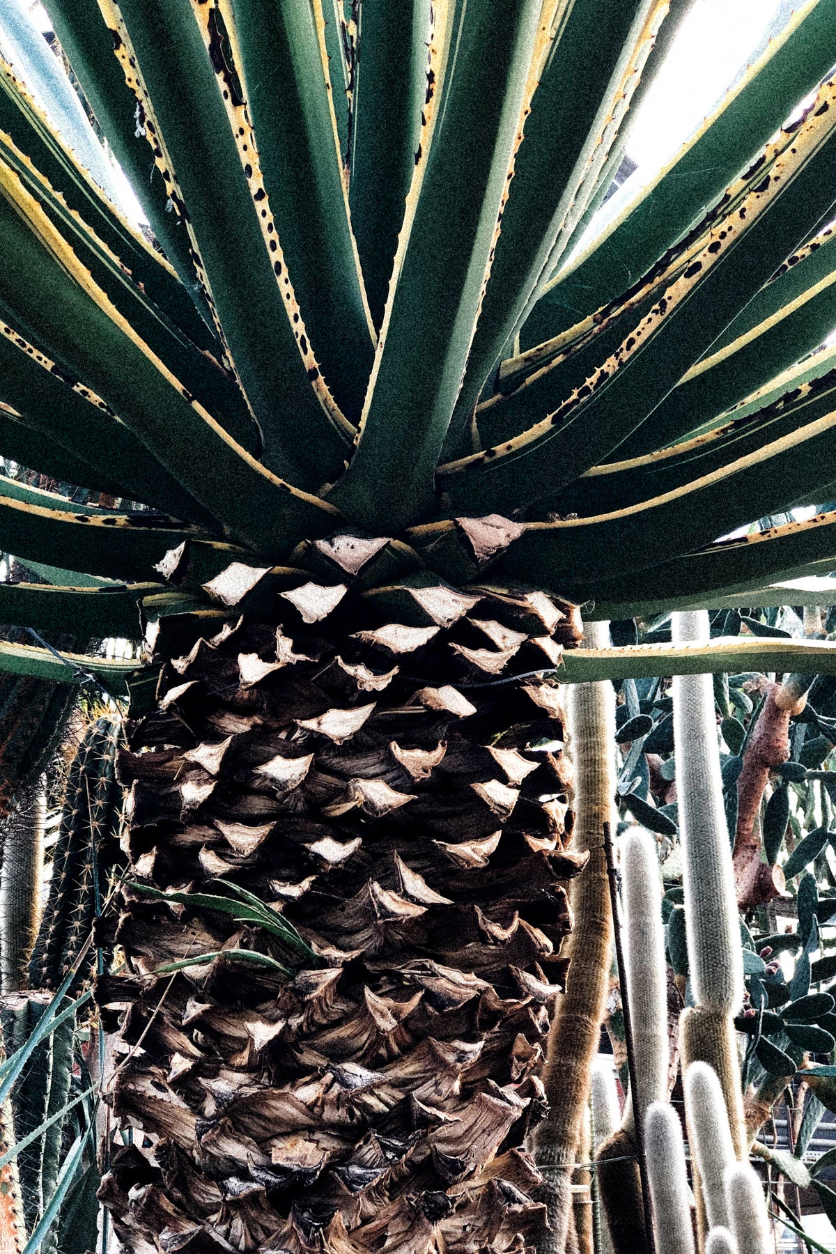 Cactus Plant Poster och Canvastavla