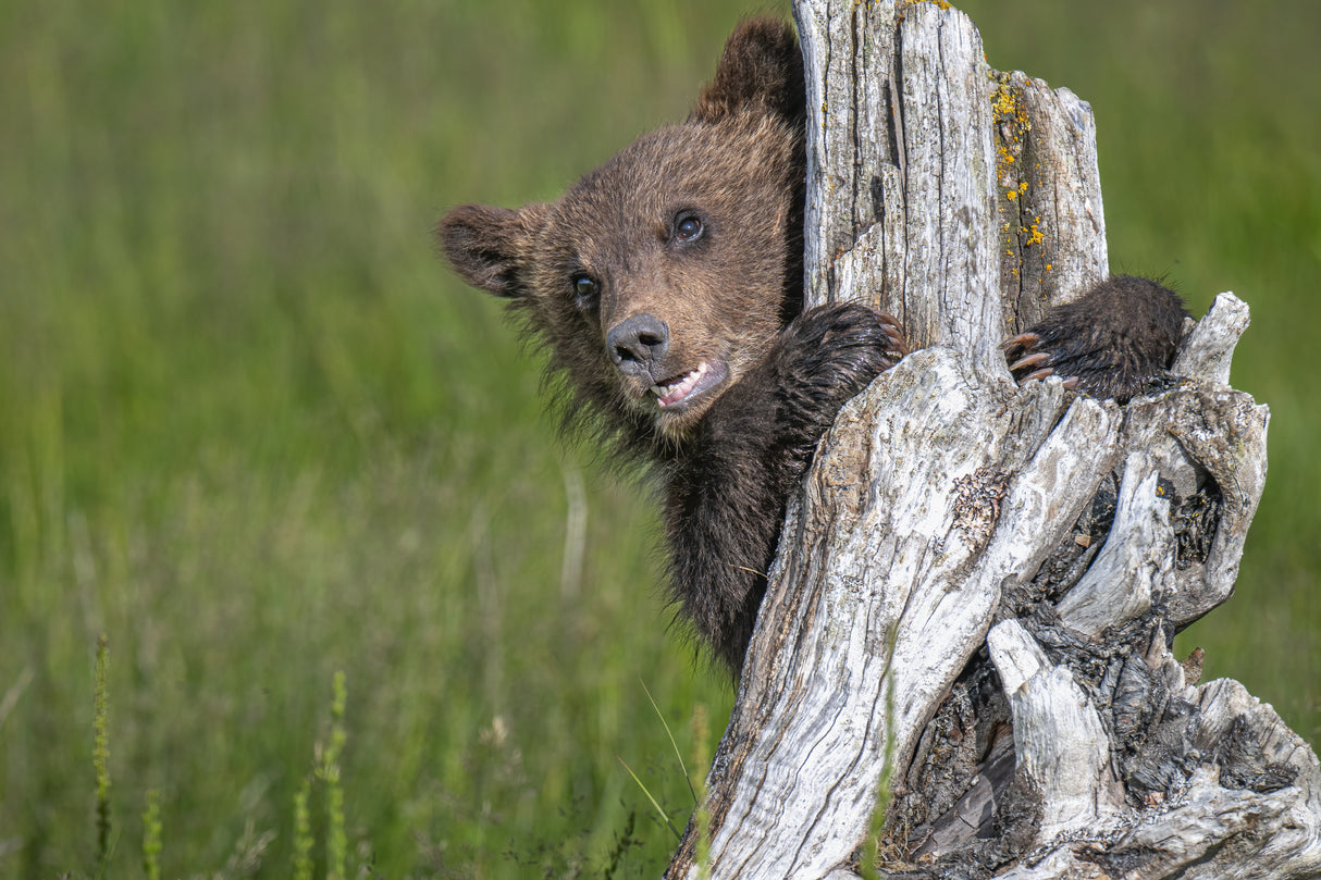 The adorable grizzly bear cub Poster och Canvastavla