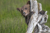 The adorable grizzly bear cub Poster och Canvastavla