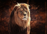 HIS MAJESTY, THE KING Poster och Canvastavla