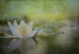Nymphaea Poster och Canvastavla