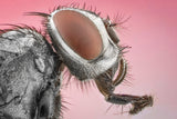 "House fly" Poster och Canvastavla