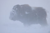 Portrait of Musk ox fighting a winter snow blizard Poster och Canvastavla