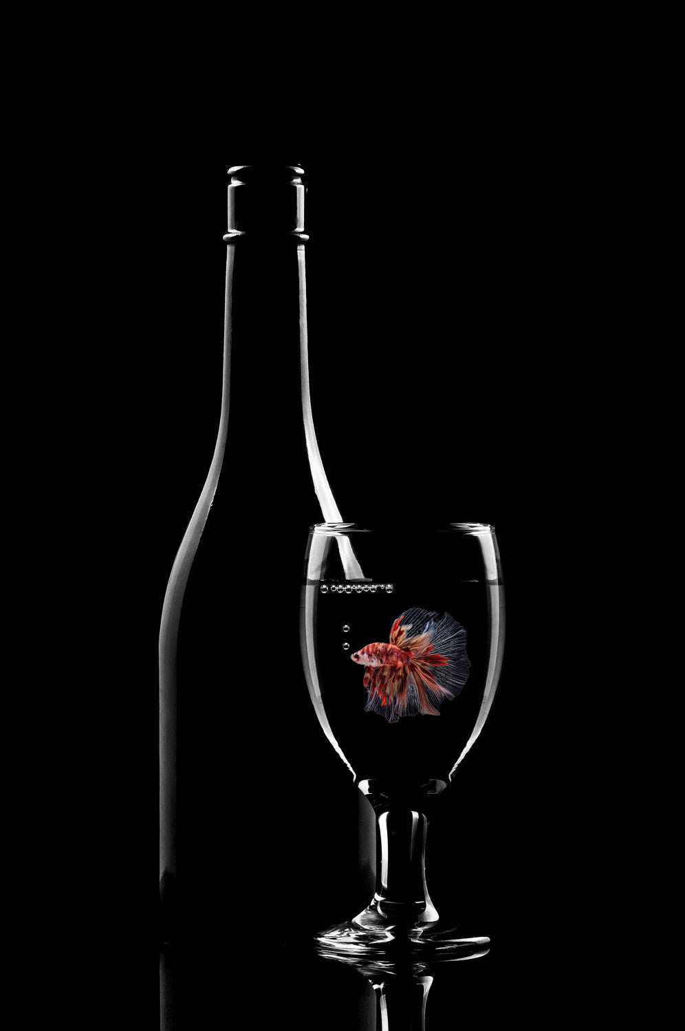 Betta Fish in the glass Poster och Canvastavla