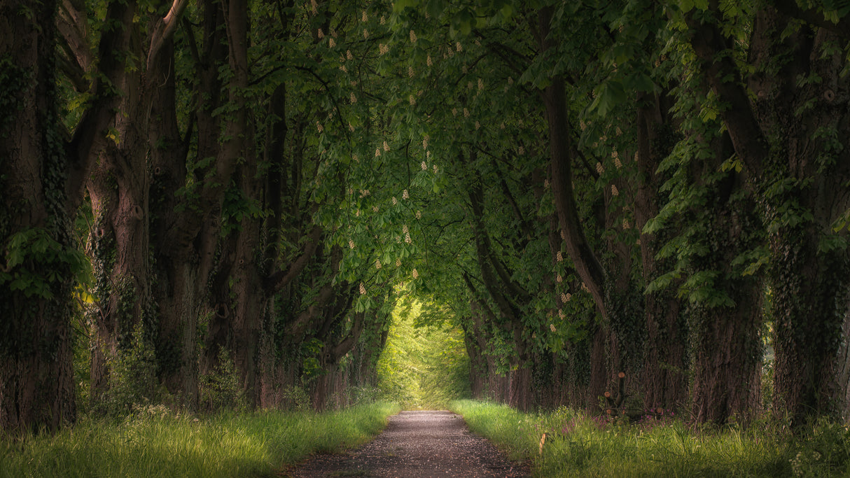 chestnut avenue Poster och Canvastavla
