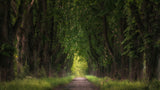 chestnut avenue Poster och Canvastavla