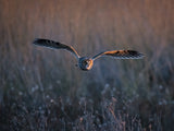 Long-eared owl Poster och Canvastavla