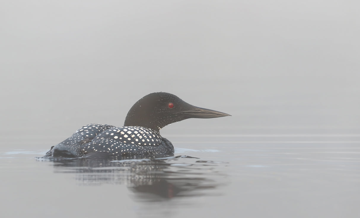 Common loon in early morning fog Poster och Canvastavla