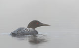 Common loon in early morning fog Poster och Canvastavla