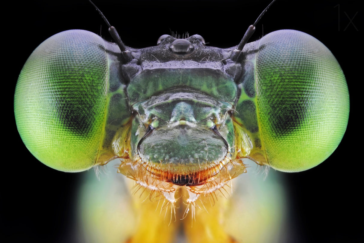 Ceriagrion cerinorubellum Poster och Canvastavla