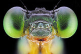 Ceriagrion cerinorubellum Poster och Canvastavla