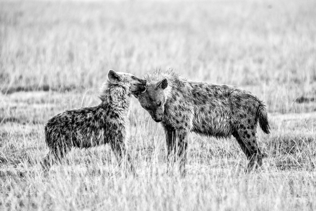 Hyena I Poster och Canvastavla