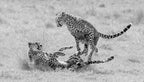Cheetah   play time Poster och Canvastavla