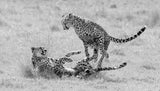 Cheetah   play time Poster och Canvastavla