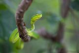 Trimeresurus albolabris Poster och Canvastavla