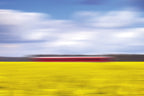 canola &amp; the red train Poster och Canvastavla