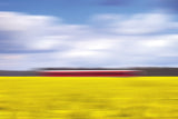 canola &amp; the red train Poster och Canvastavla
