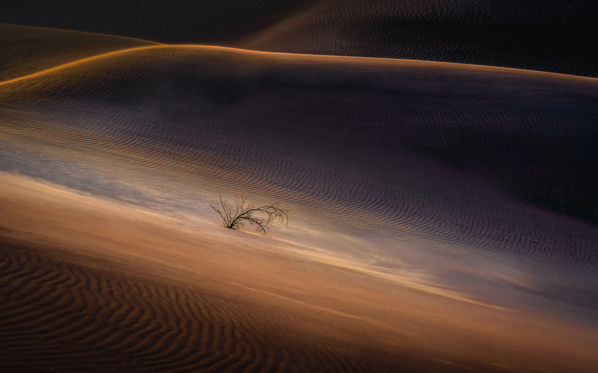 The Lone Plant in the Desert Poster och Canvastavla